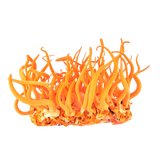 Cordyceps