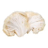 Lion's Mane